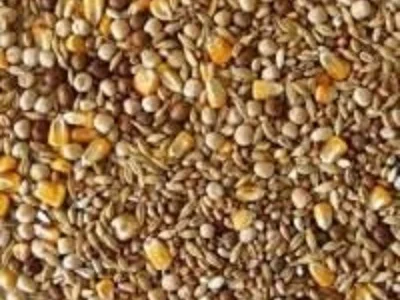 Постійно закуповуємо зерновідходи с/г культур та некондицію