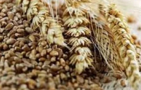 Постійно закуповую з самовивозом зерновідходи та некондицію. Самовивіз