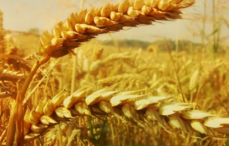 Куплю зернові