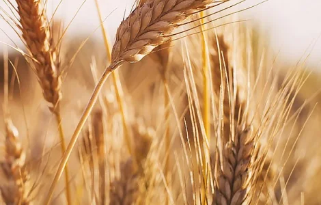 Постійно купуємо зерновідходи та некондицію