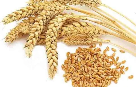 Купуємо зерновідходи бобових, зернових, олійних культур