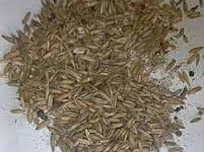 Некондиция, отходы зерновых, бобовых, масличных. Куплю