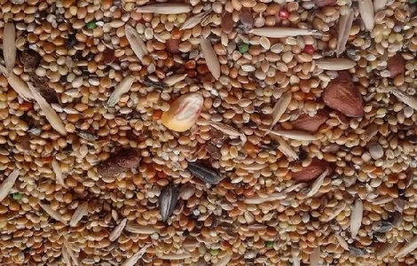 Куплю прострочений посівний матеріал, некондицію, зерновідходи