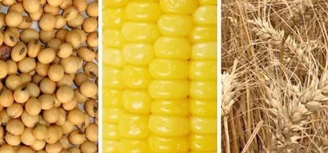 Куплю зерновые, масличные