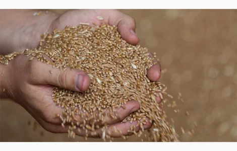 Постоянно закупаем зерноотходы, некондицию