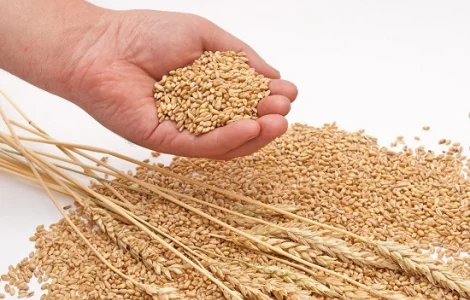 Закупаем влажную кукурузу, фуражную пшеницу, сою, подсолнечник