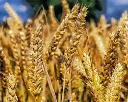 Куплю зерновідходи, некондицію, побічний продукт с.г культур