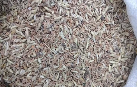 Постійно купую зерновідходи та некондицію