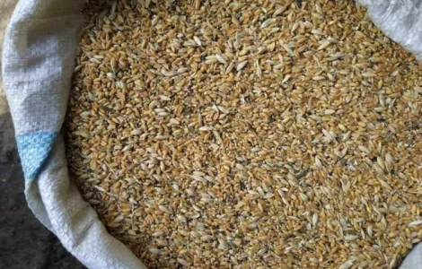 Постійно купуємо зерновідходи та некондиційне зерно