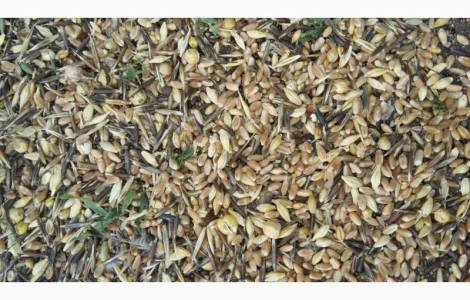 Закупаем зерновые отходы, некондицию. Работаем с посредниками