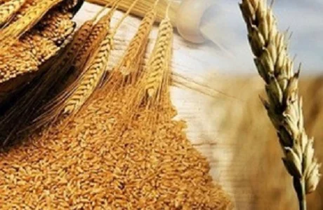 Купуємо відходи бобових, зернових, олійних культур