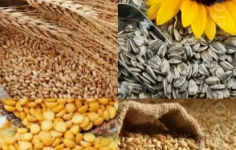 Куплю кукуруза, соя, пшениця, подсолнечник