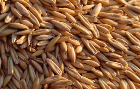 Кукуруза, соя, фуражная пшеница. Закупка