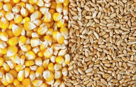 Куплю кукурузу, фуражную пшеницу, сою