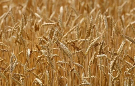 Закупаем все зерновые, некондицию, зерноотходы