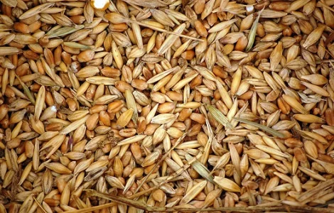 Куплю зерновые, бобовые. Продать некондицию, зерноотходы