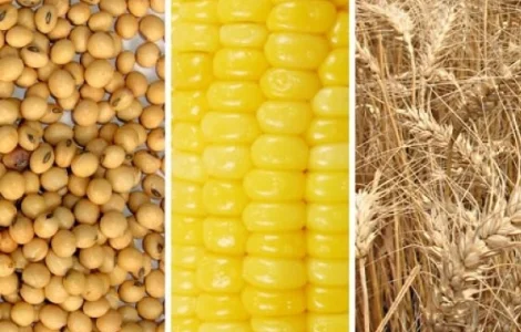 Кукуруза, пшеница, соя куплю