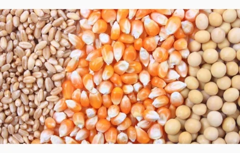 Куплю кукурузу, пшеницу, сою. Зерноотходы