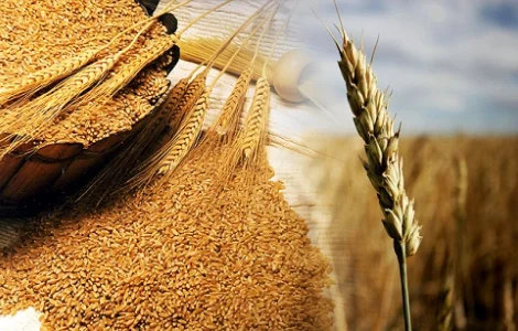 Закупка пшеницы, кукурузы, сои, подсолнечника. Самовывоз