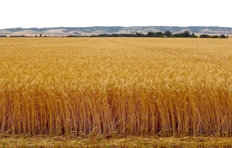 Закупівля пшениці, кукурудзи, сої, соняшнику. Самовивіз