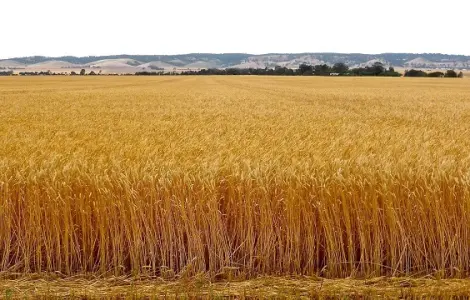 Закупівля пшениці, кукурудзи, сої, соняшнику. Самовивіз