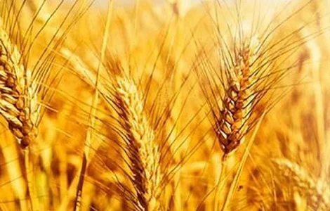 Пшеница, кукуруза, соя, подсолнечник. Закупка