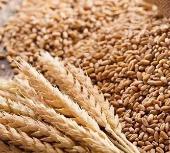 Зерновідходи, некондицію зернових куплю