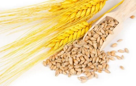 Некондиція, зерновідходи. Кукурудза, пшениця, соя, соняшник