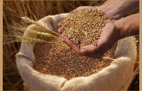 Куплю зерноотходы, некондицию на постоянной основе