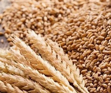 Куплю зерновідходи, некондицію, прострочений посівмат