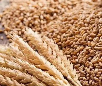 Куплю зерновідходи, некондицію, прострочений посівмат