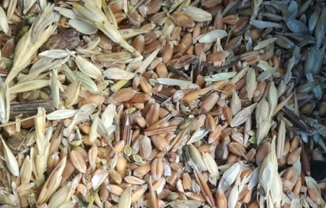 Закупаем зерноотходы зерновые, масличные, бобовые