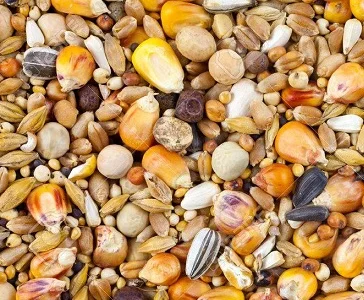 Зерновідходи бобові, олійні, зернові куплю