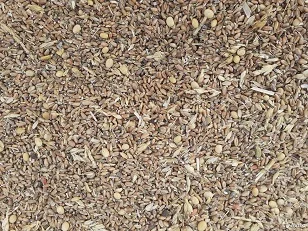 Закуповую відходи, некондицію зернових, олійних, бобових