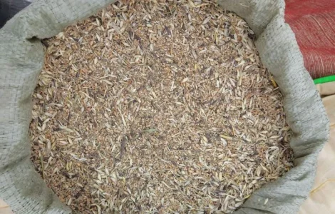 Куплю некондиционное зерно. Отходы зерновых, бобовых, масличных
