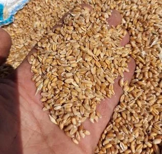 Куплю Зерновідходи. Олійні відходи. Бобові відходи