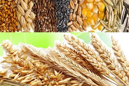 Закупаем отходы кукурузы, пшеницы, сои, подсолнечника