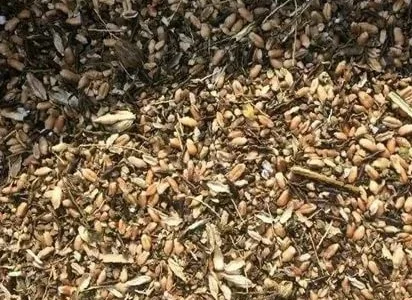 Закупка зерноотходов дорого