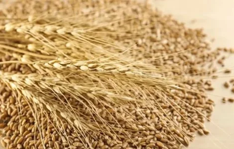 Постоянно закупаю зерноотходы зерновые, масличные, бобовые