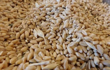 Постійно купую зерновідходи зернові, олійні, бобові