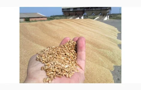 Зерноотход куплю. Закупаю зерновые, масличные, бобовые отходы