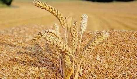 Купаем зерновые отходы и некондицию с/г культур