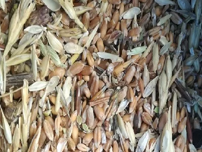 Куплю некондицию, зерноотходы зерновых, бобовых, масличных