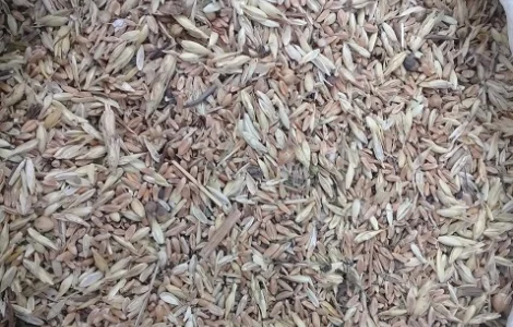 Куплю некондицию и зерноотходы. Самовывоз