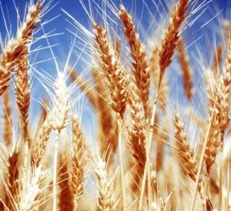 Купую відходи зернових, бобових, олійних. Зерновідходи куплю