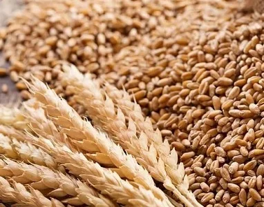 Закупаю відходи, некондицію зернових, олійних, бобових