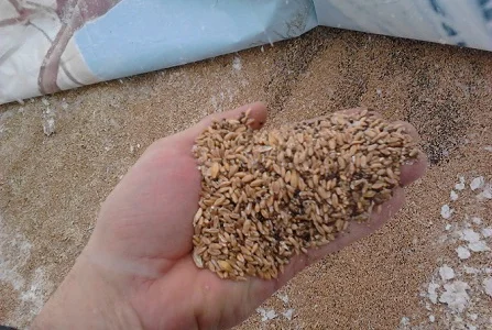 Купуємо відходи зернові, олійні, бобові