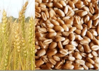 Куплю відходи кукурудзи, соняшника, сої, пшениці, ячменю, проса