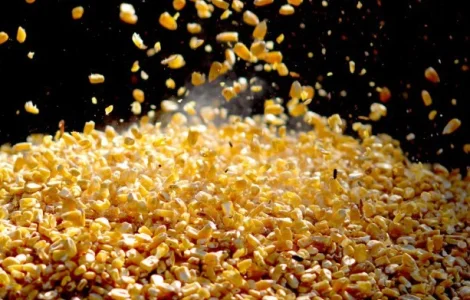 Куплю бобові