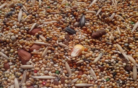 Закуповуємо некондицію та відходи зернових, олійних бобових